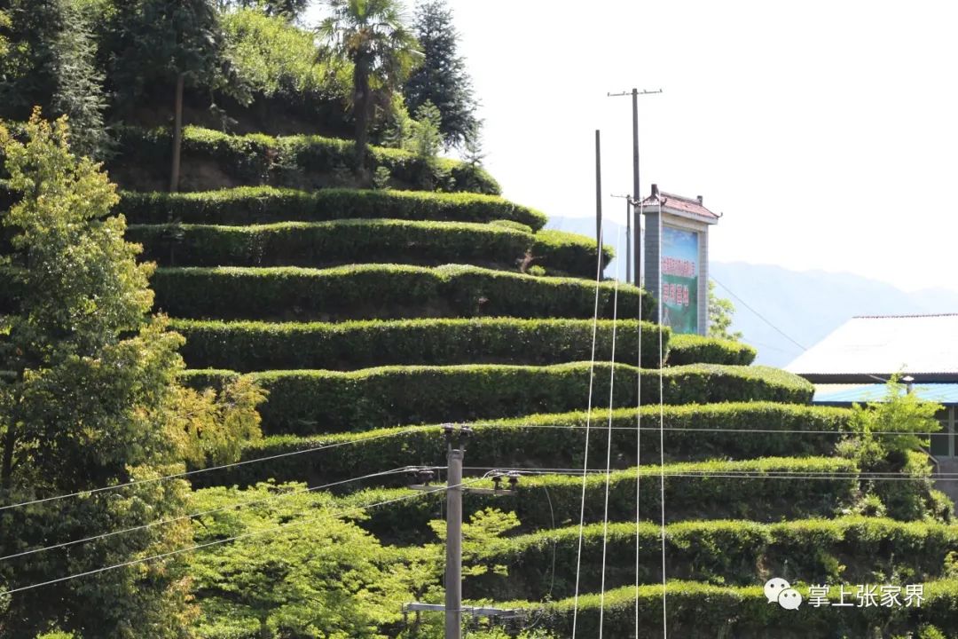 硒沁情有机富硒茶白茶(硒沁情绿茶)-硒宝网