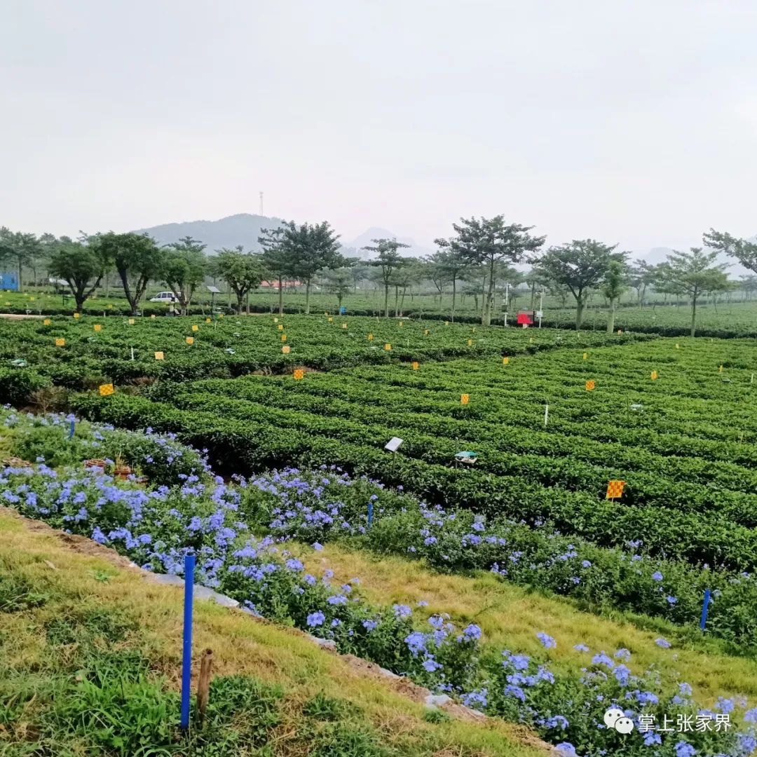 硒沁情有机富硒茶白茶(硒沁情绿茶)-硒宝网