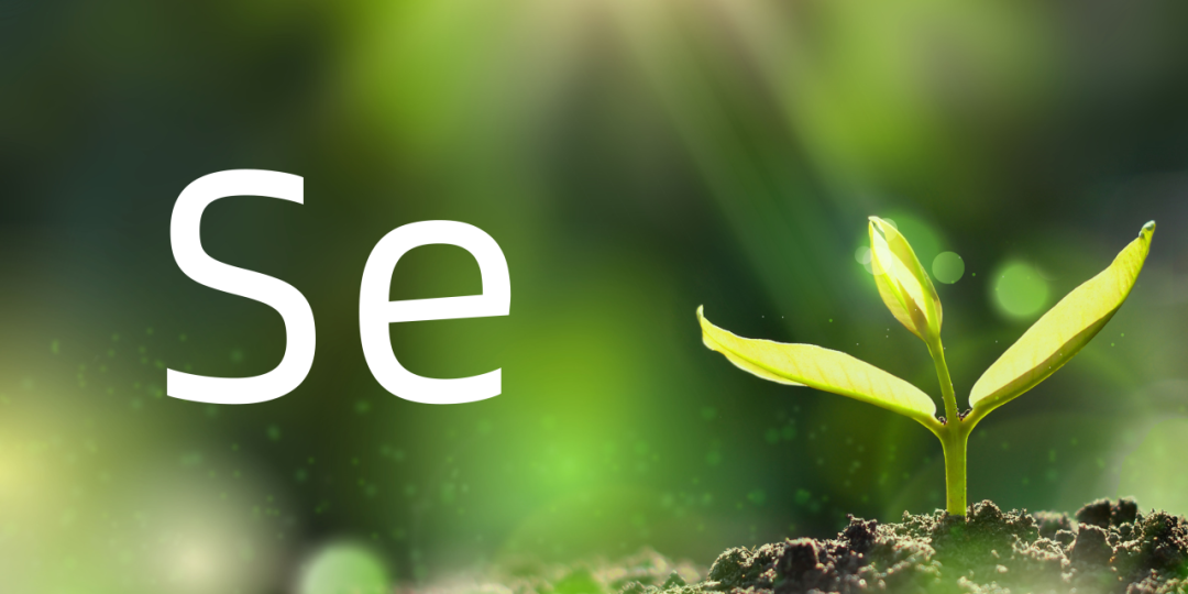 富硒茶中硒指的是什么（富硒茶中的硒指什么）-硒宝网