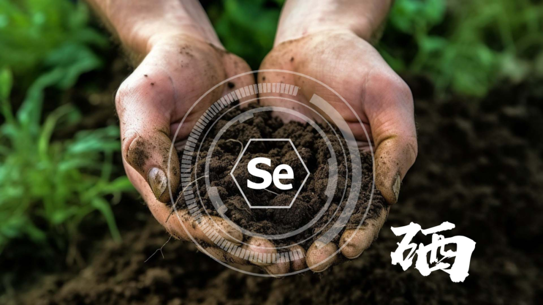 富硒茶中硒指的是什么（富硒茶中的硒指什么）-硒宝网