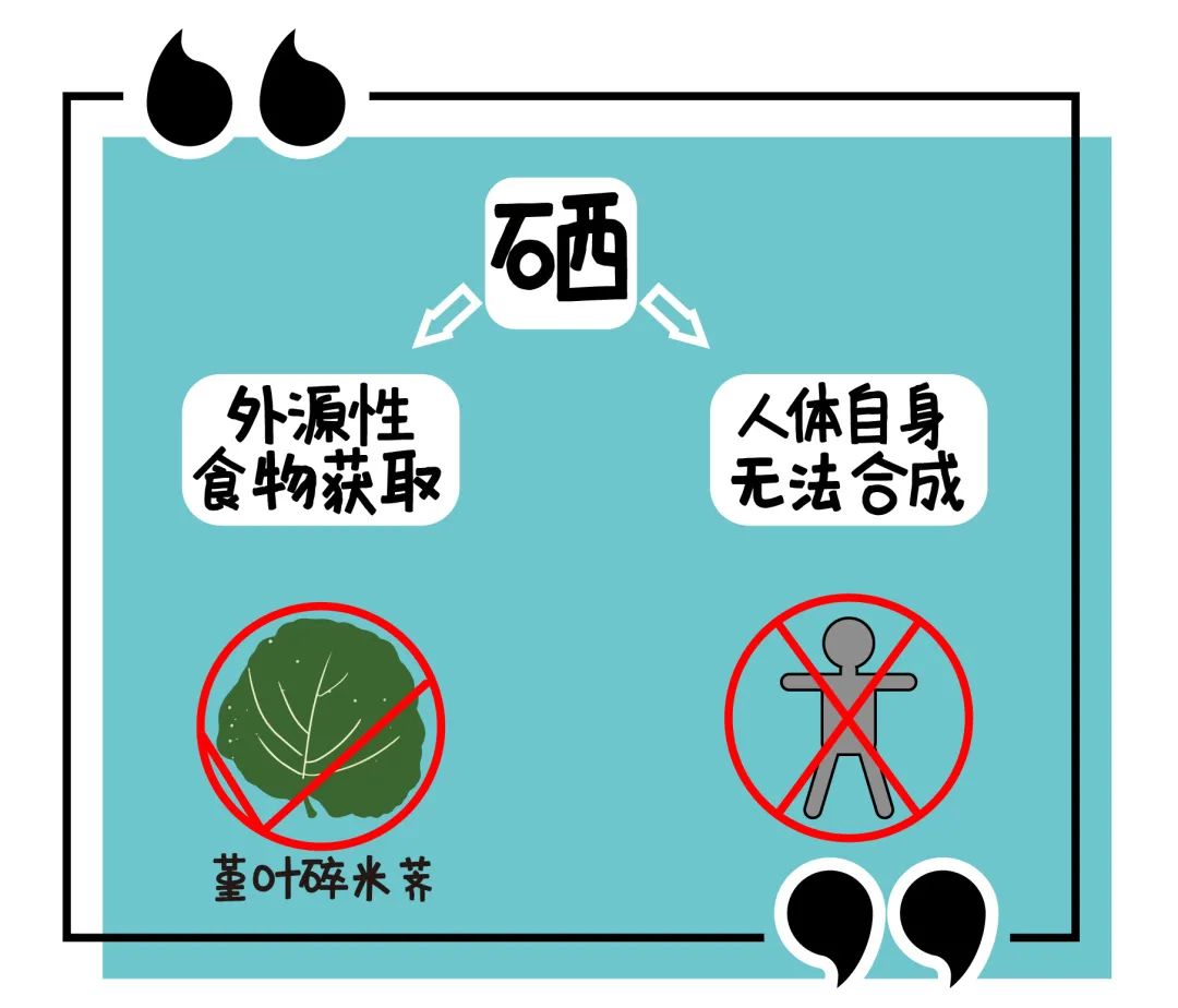 富硒茶中提取硒的作用（硒的提取物）-硒宝网