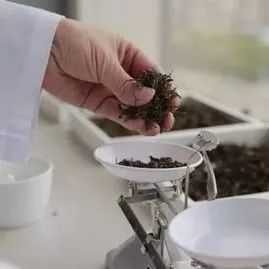 富硒茶硒的含量有多少（富硒茶的硒含量）-硒宝网