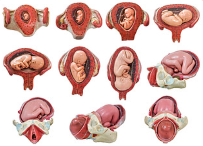 孕妇补锌的食物有哪些(补锌食物孕妇)-硒宝网