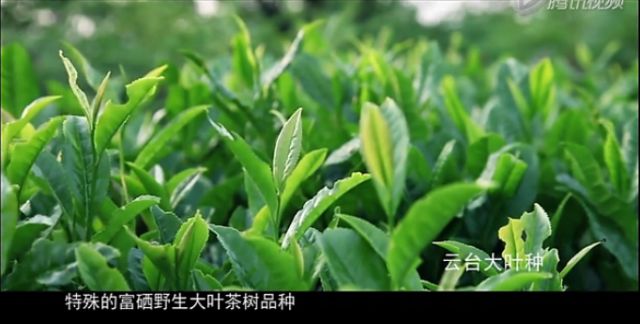 富硒茶中含多少硒含量(富含硒的茶)-硒宝网