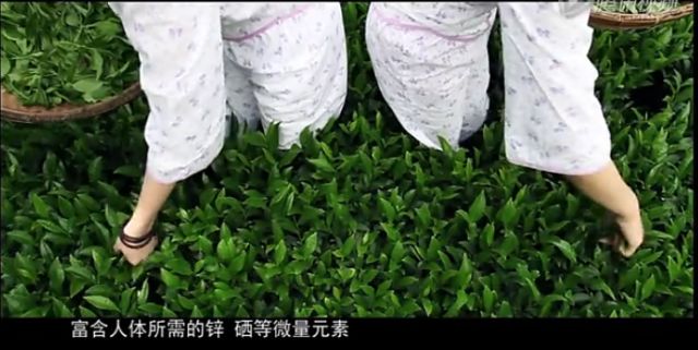 富硒茶中含多少硒含量(富含硒的茶)-硒宝网