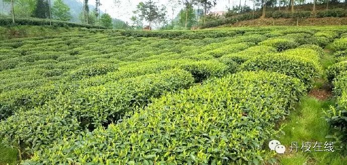 富硒茶怎么测硒含量的(含量测茶富硒硒含量多少)-硒宝网