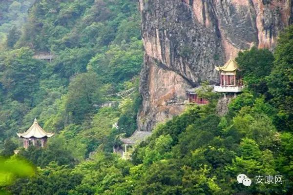 紫阳富硒茶平利绞股蓝(平利绞股蓝茶价格)-硒宝网