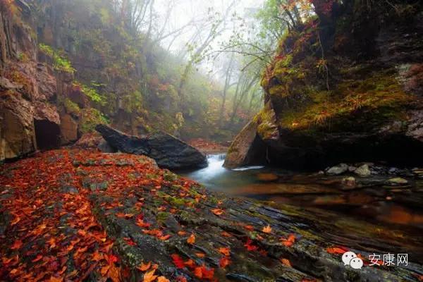 紫阳富硒茶平利绞股蓝(平利绞股蓝茶价格)-硒宝网