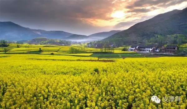 紫阳富硒茶平利绞股蓝(平利绞股蓝茶价格)-硒宝网