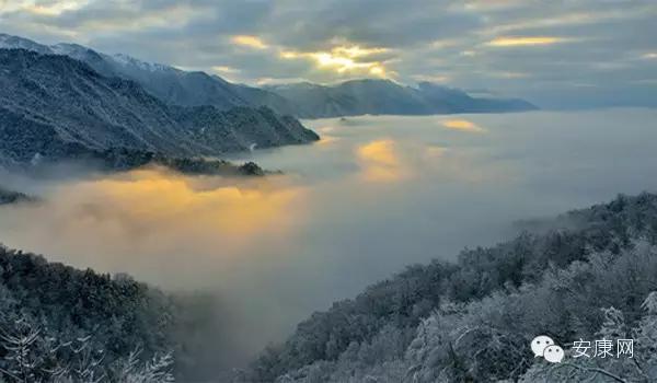 紫阳富硒茶平利绞股蓝(平利绞股蓝茶价格)-硒宝网