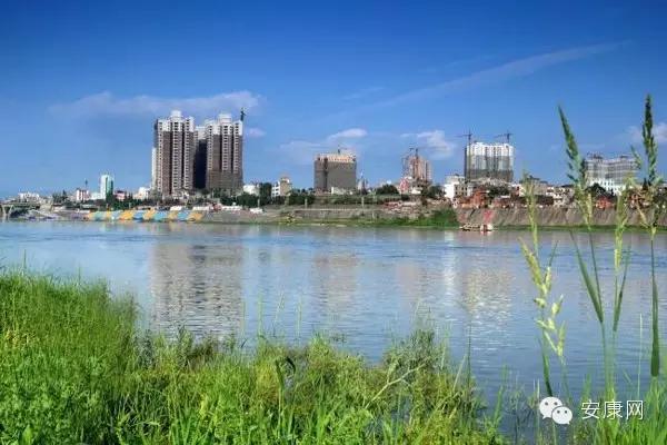 紫阳富硒茶平利绞股蓝(平利绞股蓝茶价格)-硒宝网