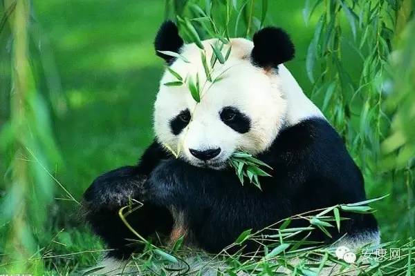 紫阳富硒茶平利绞股蓝(平利绞股蓝茶价格)-硒宝网