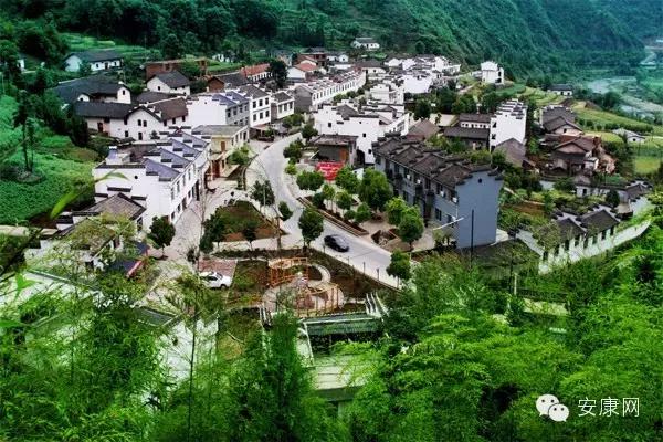 紫阳富硒茶平利绞股蓝(平利绞股蓝茶价格)-硒宝网