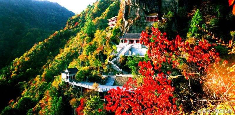 紫阳富硒茶平利绞股蓝(富硒绞股蓝的功效)-硒宝网