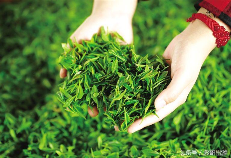 紫阳富硒茶平利绞股蓝(富硒绞股蓝的功效)-硒宝网