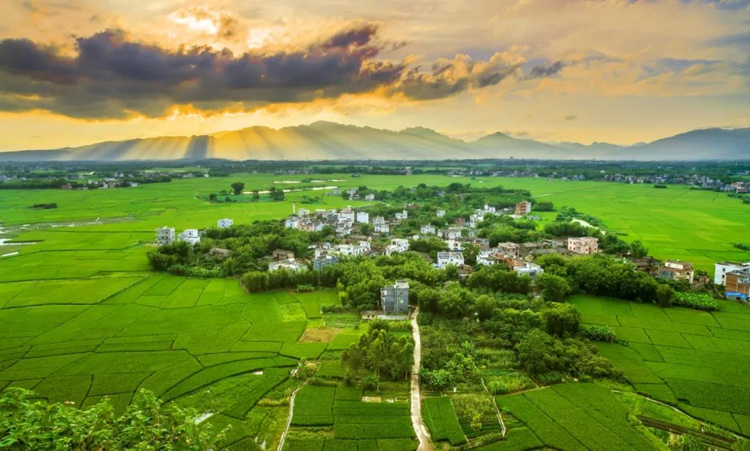 贵港 富硒茶 哪里买（贵港市富硒农产品）-硒宝网