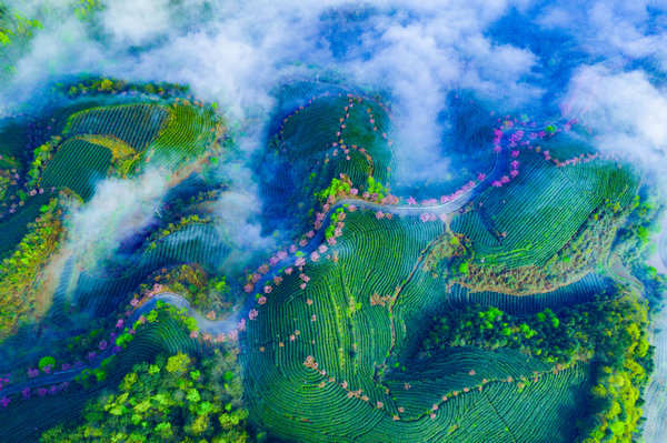 紫阳富硒茶 茶园面积(紫阳富硒茶园观光)-硒宝网