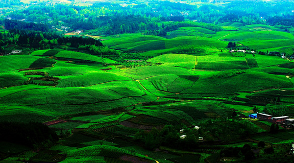 紫阳富硒茶 茶园面积(紫阳富硒茶园观光)-硒宝网