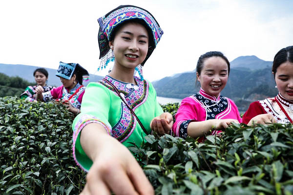 紫阳富硒茶 茶园面积(紫阳富硒茶园观光)-硒宝网