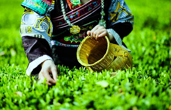 紫阳富硒茶 茶园面积(紫阳富硒茶园观光)-硒宝网