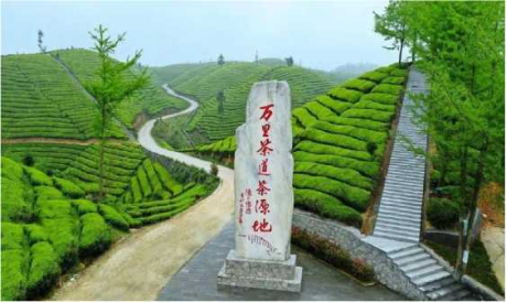 恩施绿茶 恩施富硒茶（恩施富硒绿茶多少钱一斤）-硒宝网