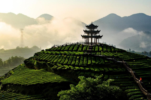 恩施绿茶 恩施富硒茶（恩施富硒绿茶多少钱一斤）-硒宝网