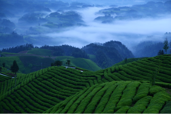 恩施绿茶 恩施富硒茶（恩施富硒绿茶多少钱一斤）-硒宝网