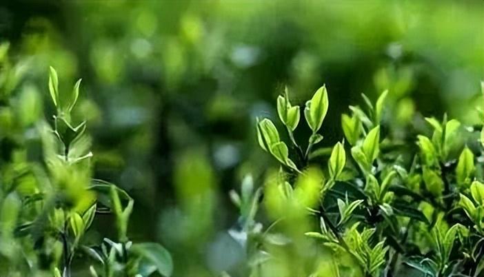 凤冈富锌富硒茶好喝吗（凤冈锌硒富硒茶）-硒宝网