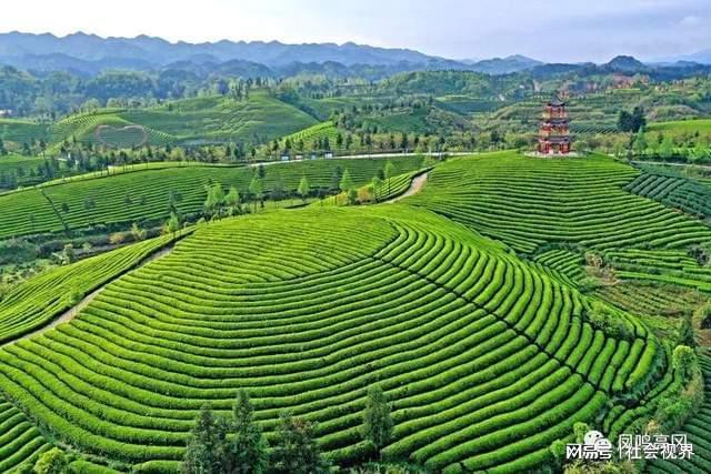 凤冈富锌富硒茶是什么（凤冈锌硒富硒茶）-硒宝网