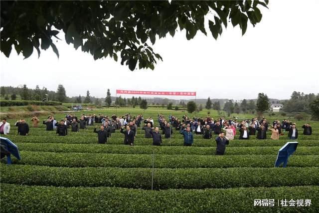 凤冈富锌富硒茶是什么（凤冈锌硒富硒茶）-硒宝网