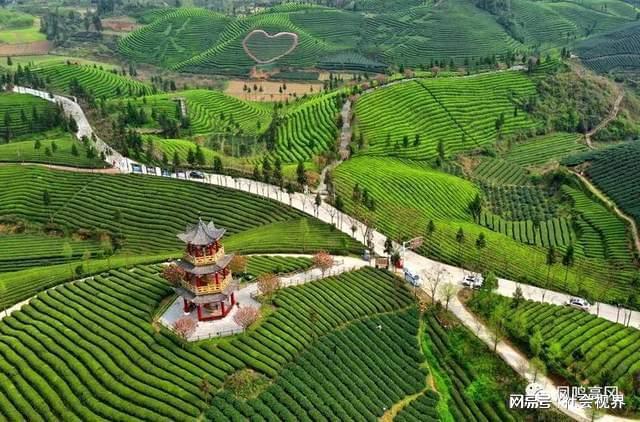 凤冈富锌富硒茶是什么（凤冈锌硒富硒茶）-硒宝网