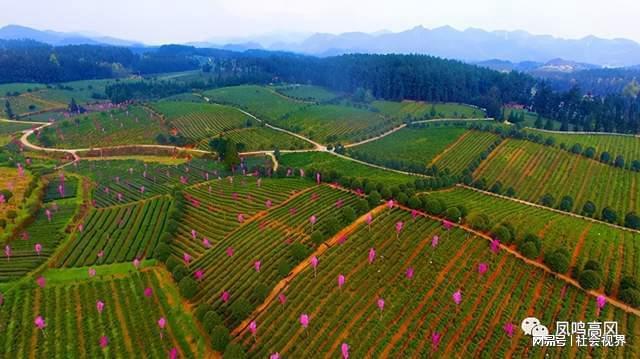 凤冈富锌富硒茶是什么（凤冈锌硒富硒茶）-硒宝网