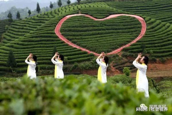 凤冈富锌富硒茶是什么（凤冈锌硒富硒茶）-硒宝网