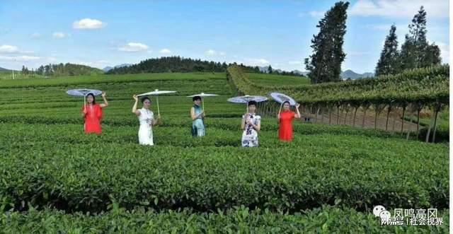 凤冈富锌富硒茶是什么（凤冈锌硒富硒茶）-硒宝网