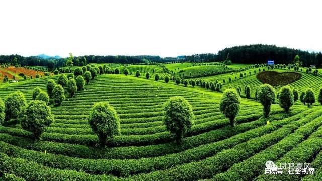 凤冈富锌富硒茶是什么（凤冈锌硒富硒茶）-硒宝网