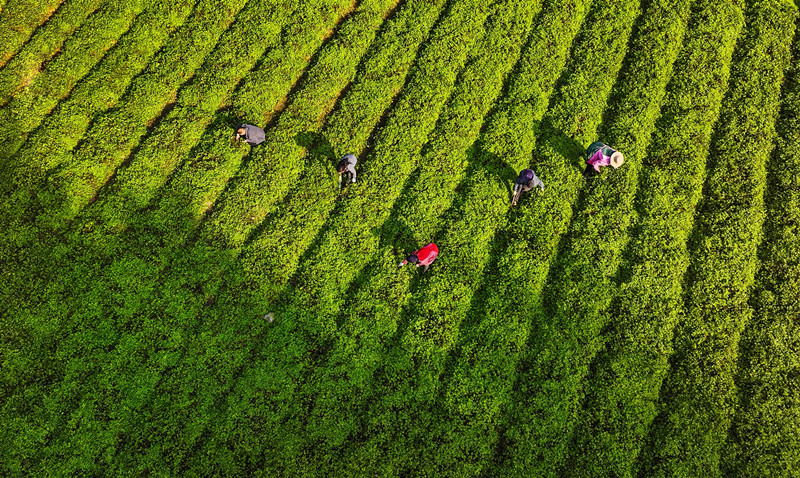 平利富硒绞股蓝茶功效(富硒绞股蓝茶的功效)-硒宝网