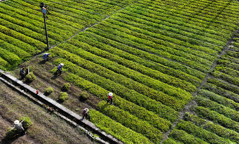 平利富硒绞股蓝茶功效(富硒绞股蓝茶的功效)-硒宝网