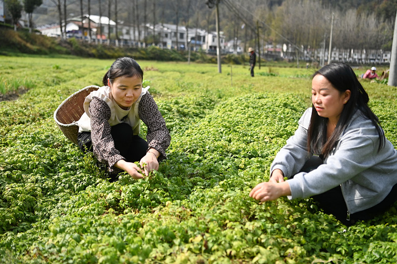 平利富硒绞股蓝茶功效(富硒绞股蓝茶的功效)-硒宝网