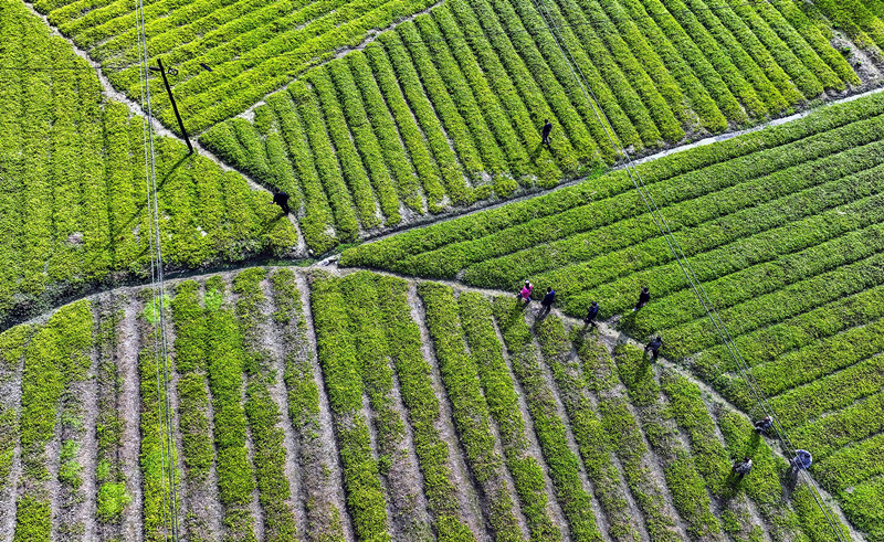 平利富硒绞股蓝茶功效(富硒绞股蓝茶的功效)-硒宝网