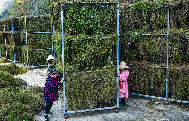 平利富硒绞股蓝茶功效(富硒绞股蓝茶的功效)-硒宝网