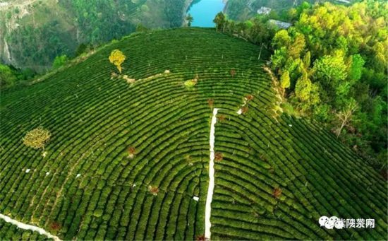 紫阳富硒茶 入选央视（紫阳富硒茶的竞争对手）-硒宝网