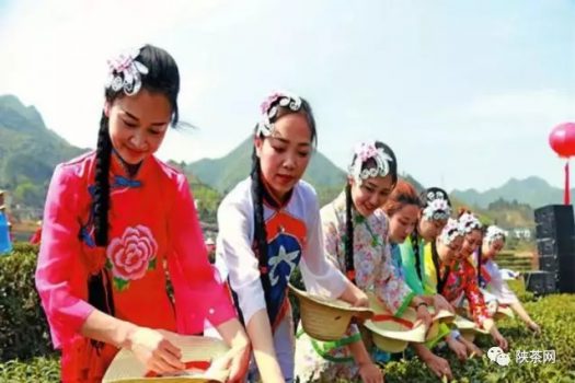 紫阳富硒茶 入选央视（紫阳富硒茶的竞争对手）-硒宝网