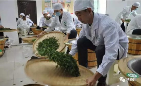 紫阳富硒茶 入选央视（紫阳富硒茶的竞争对手）-硒宝网