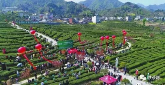 紫阳富硒茶 入选央视（紫阳富硒茶的竞争对手）-硒宝网