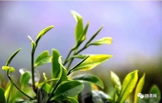 紫阳富硒茶 入选央视（紫阳富硒茶的竞争对手）-硒宝网