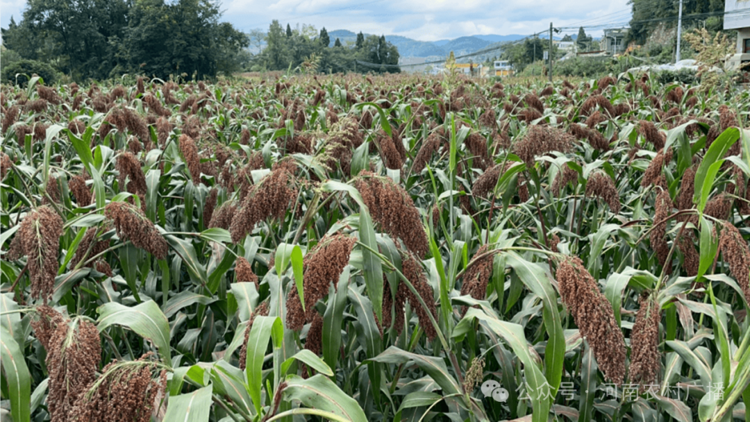 富锌富硒茶有什么标准（茶叶富硒标准）-硒宝网