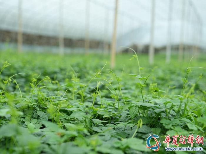 平利女娲茶 富硒绿茶(平利女娲茶两盒装多钱)-硒宝网