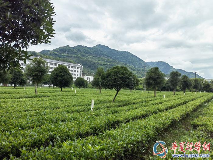 平利女娲茶 富硒绿茶(平利女娲茶两盒装多钱)-硒宝网
