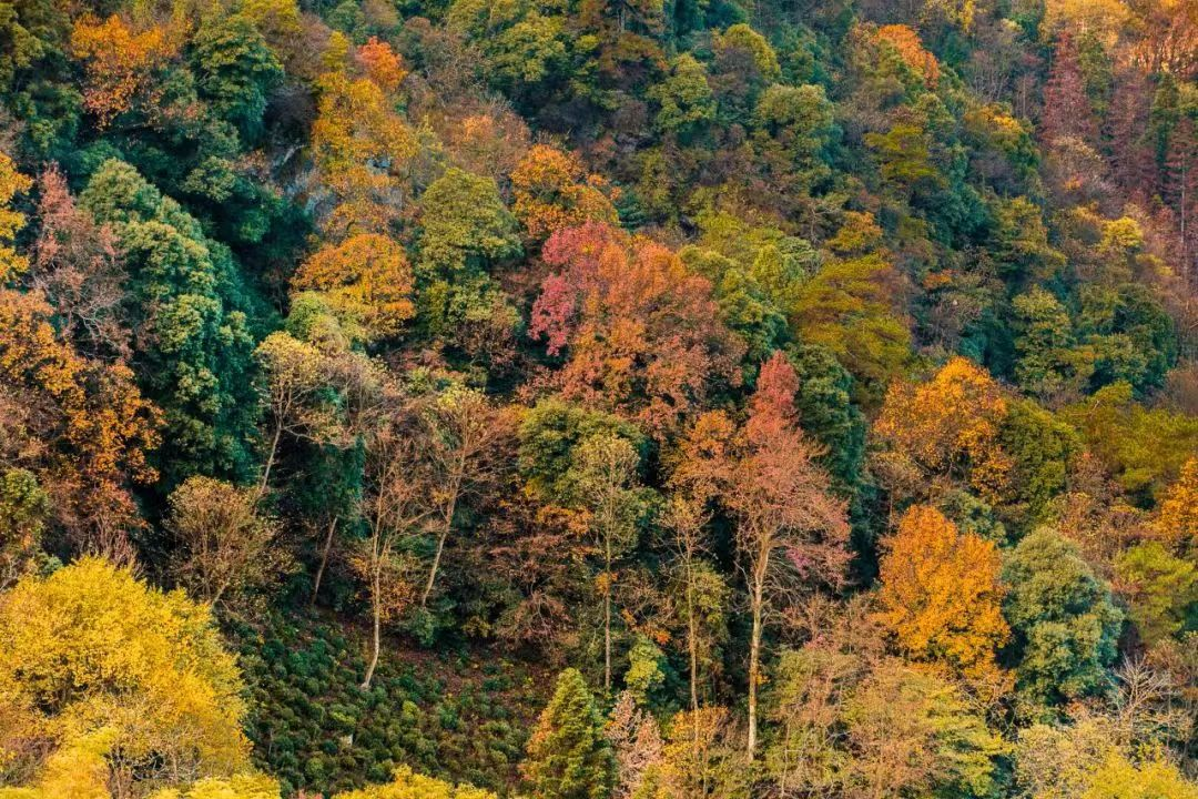 仙寓山富硒茶含硒多少（仙寓山富硒茶多少钱1斤）-硒宝网