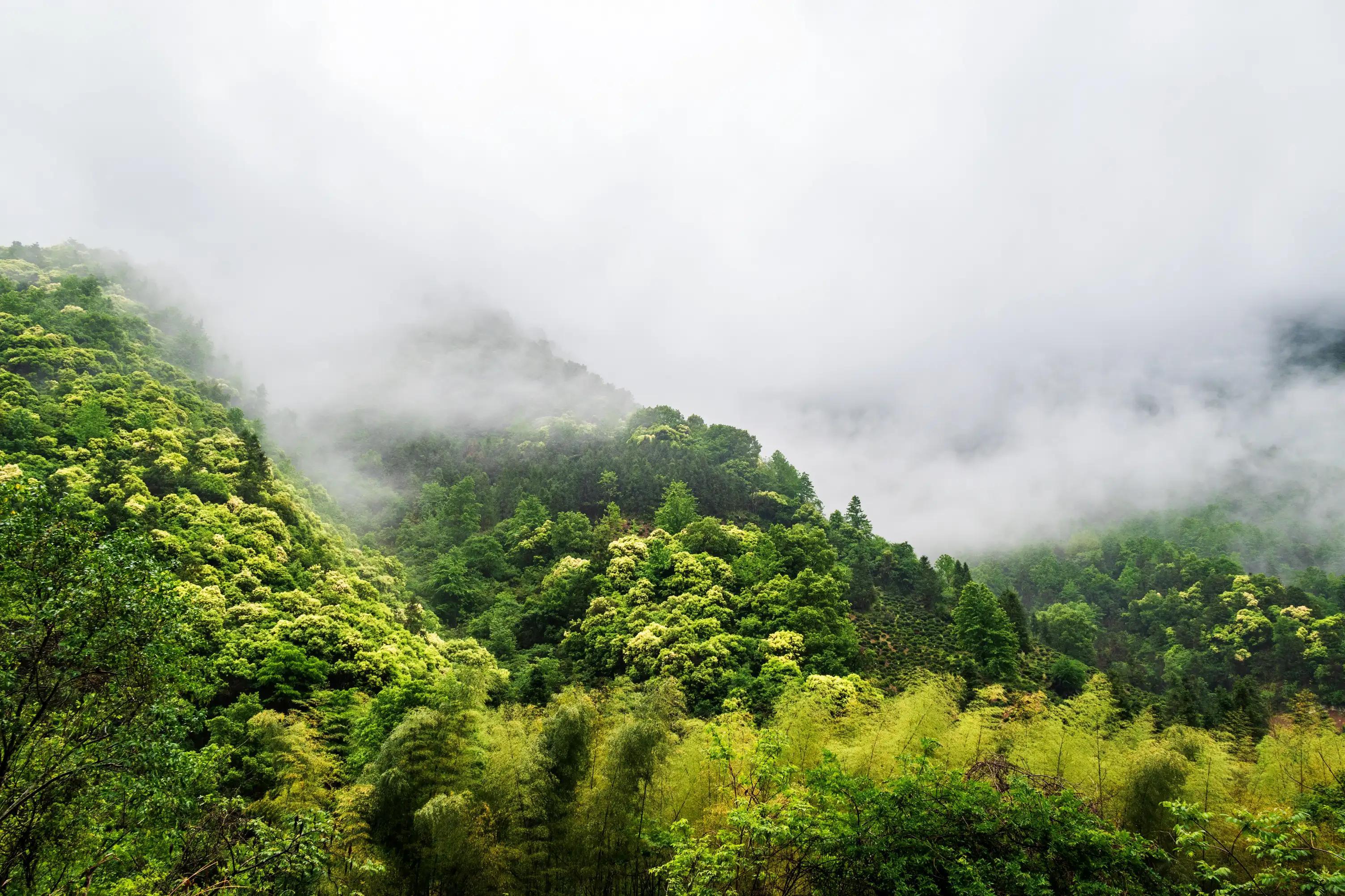 仙寓山富硒茶含硒多少(仙寓硒泉生产厂家)-硒宝网